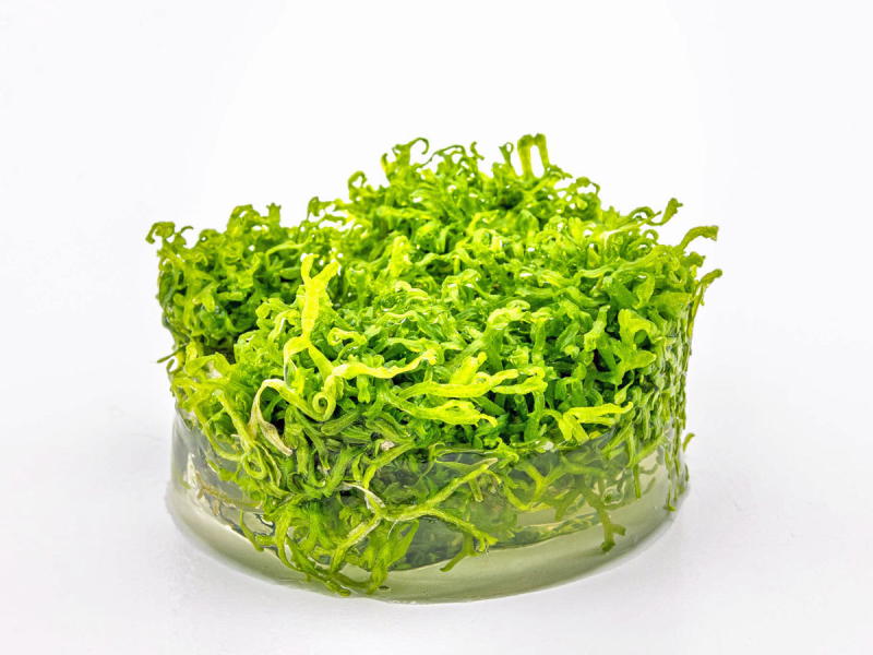 Untergetauchtes Sternlebermoos - Riccia fluitans in vitro